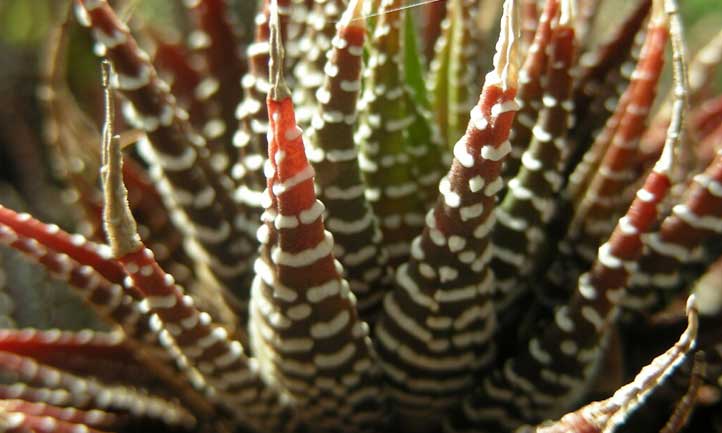 Close-up shot of zebra haworthia