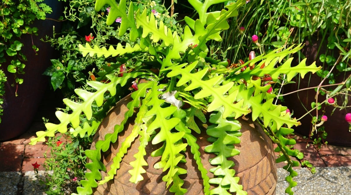 Close-up of a Fishbone Cactus plant in a large round clay pot in a sunny tropical garden. The plant has lush foliage, bright green. The leaves are long, flat, wavy at the edges with deep rounded lobes that alternate on both sides of the stem, creating a zigzag effect.