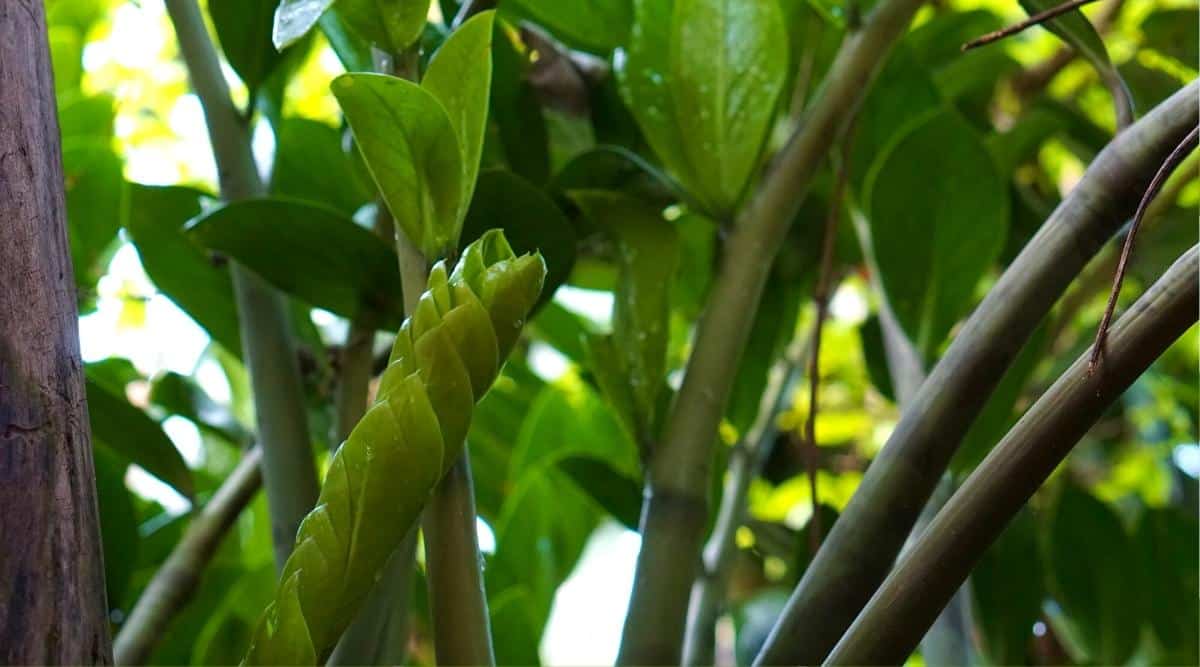 Plant growing in wild